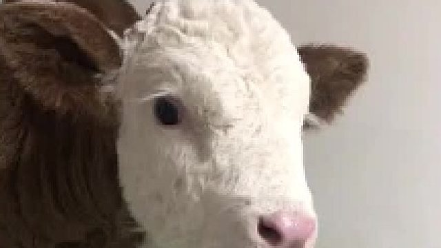 放眼整个东北，牛能在炕上也是相当炸裂