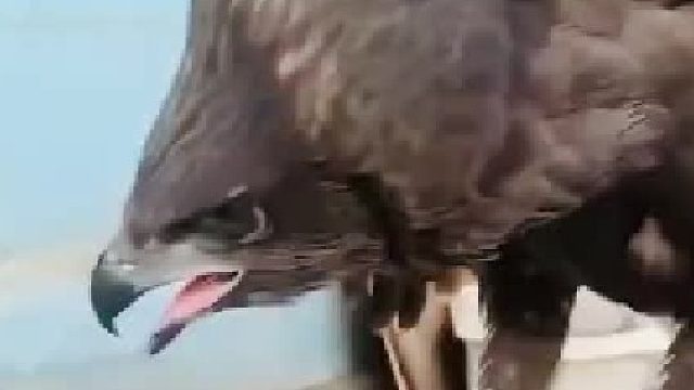 狗：你看我干啥？我还能去哪？