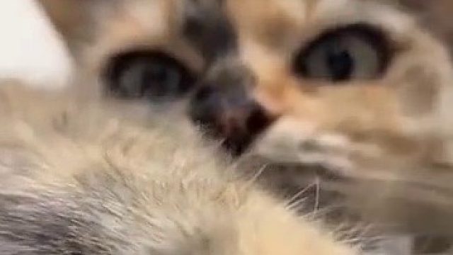 表情逐渐生气，还挨了一爪子