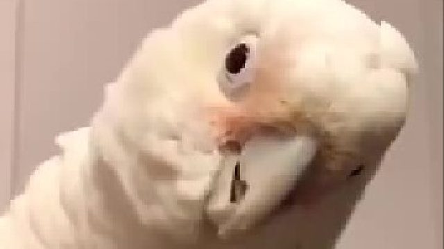 鹦鹉：等会...耳朵有点痒