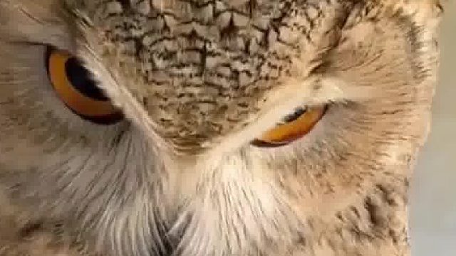 拥有恶魔与天使两副面孔的猫头鹰