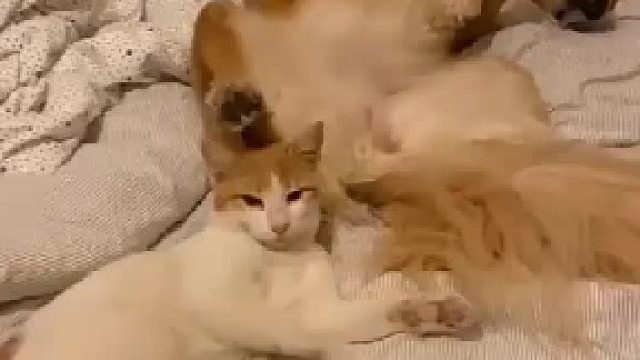 猫咪：刚刚发生了什么