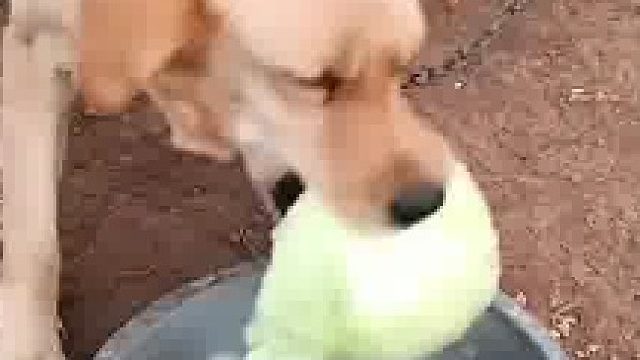 主打一个营养均衡