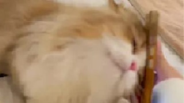 我的小猫是个醋精！！！