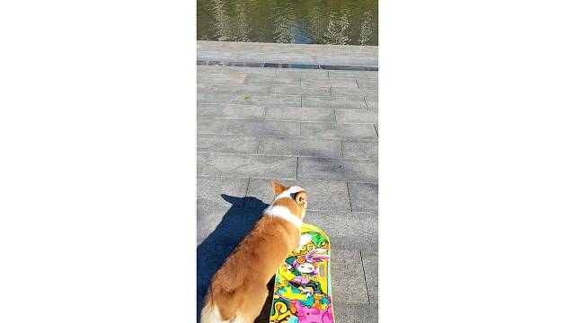 狗狗挑战极限压弯