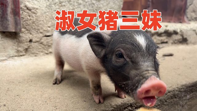 肉质要想好，心身愉悦少不了，花样投食的一天【第99天】