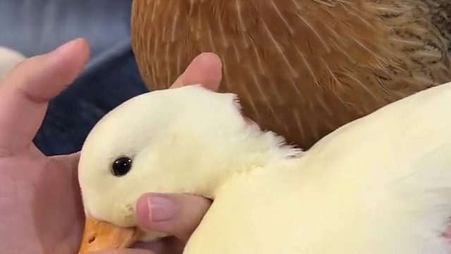 头好痒，要长耳朵了