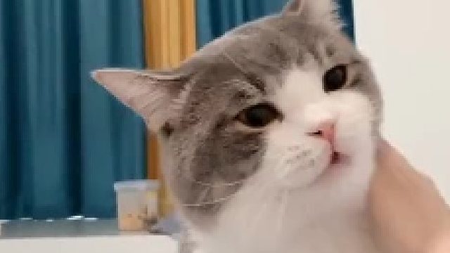 深夜求撸的小猫咪，傻得儿傻得儿的