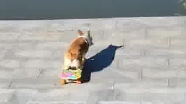 狗拘玩滑板，自己上板还会擦边极限压弯，“我脸上的笑容随着它拐弯渐渐滑失”