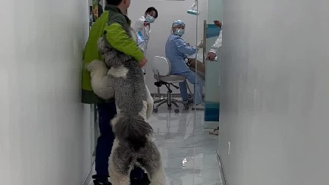 这狗子是什么品种，太疯狂了