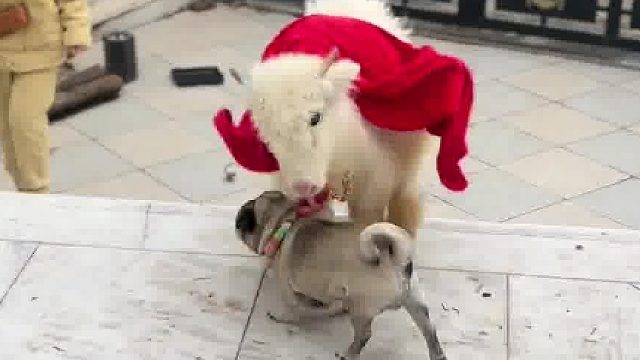 神兽起飞了，汪汪吓够呛