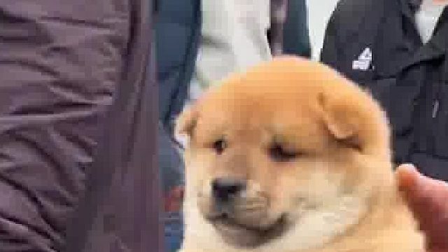 这么可爱的小狗谁不想抱一下呢