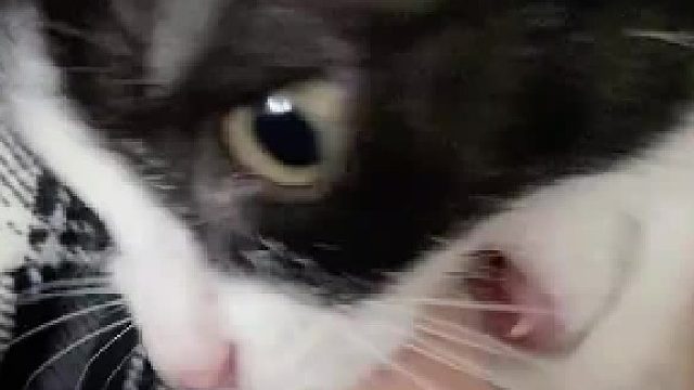 奶牛猫：原来妈妈是一条蛇