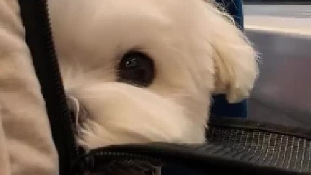 第一批回村过年的狗狗