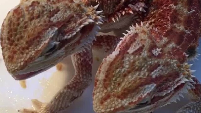 咬对方一口，自己会不会疼