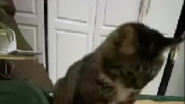 猫星人：就知道让握手，不奖励小鱼干吗？生气了！