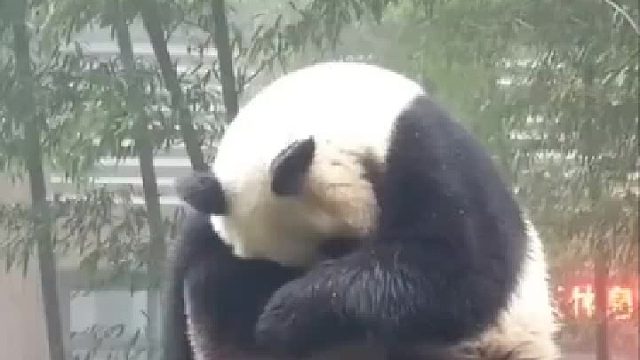 一只好像心事重重的滚滚，好想抱抱啊