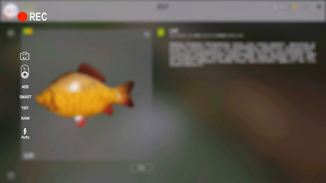 碰瓷星鱼金鲫鱼