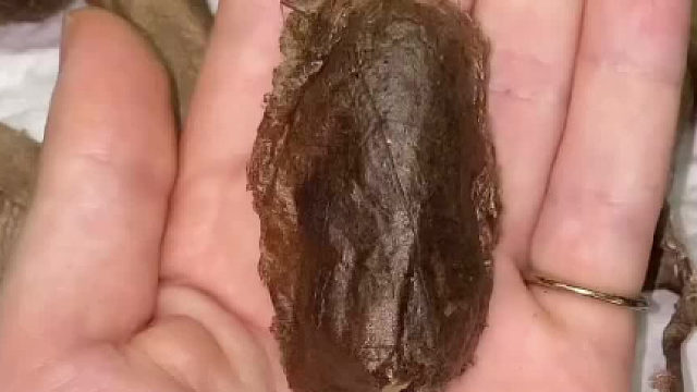 感受一下物种进化的力量！