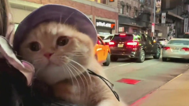 一只每天都要陪主人上班的小猫