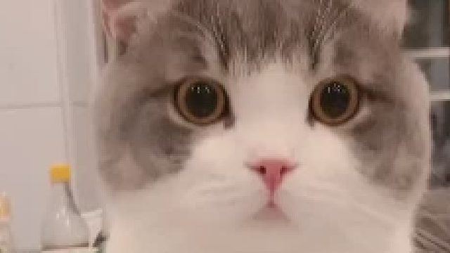 挑战失败，胡子还少了一根，我我我去试试能不能给它安回去