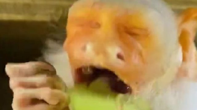 位于群马县草津野的动植物园的老年狨猴