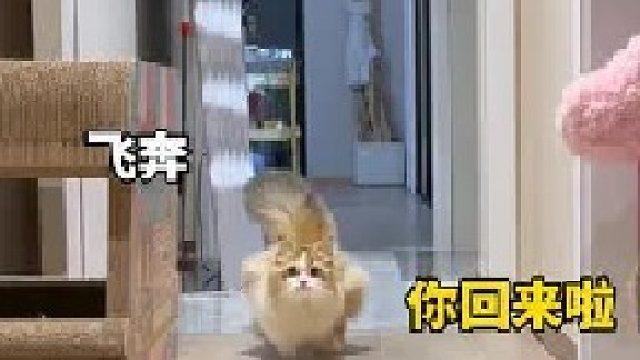 猫：手机坏 ！！猫好