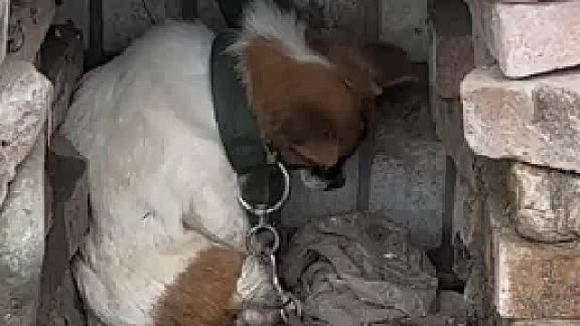 有时候农村的狗狗真的好可怜…