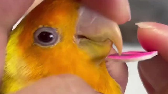 别人家的小鸡可以乖乖磨嘴