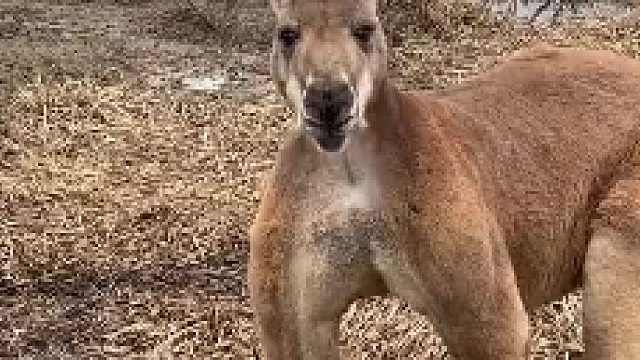 袋鼠秀肌肉。研究表明它们也靠这种方式吸引雌性