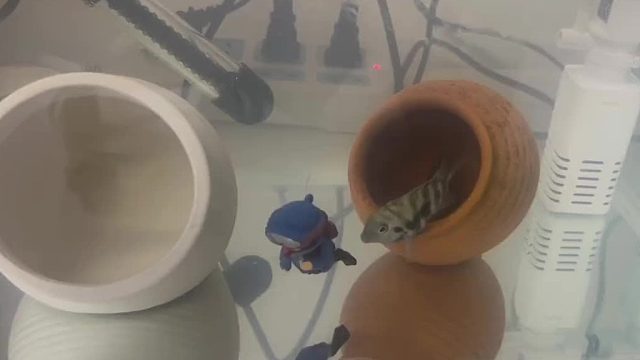 第一次能看出来一条鱼的情绪，我感觉鱼要被气晕了哈