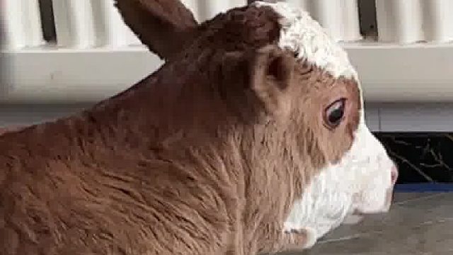 哈哈哈啊哈 那惊恐的小眼神