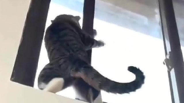 猫：下雨了，这个人还不关窗，这个家没我迟早得散………