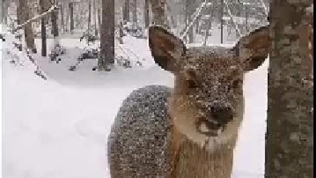 原来这就是东北神兽：傻狍子！