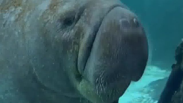 海牛：一不小心丢了个脸