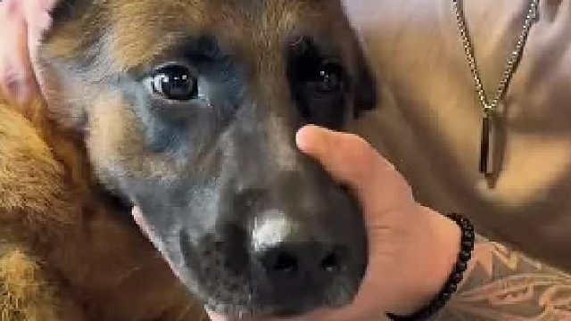 狗狗正骨的视频真的百看不厌，那懵懵的表情好好笑啊