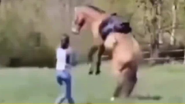 本来想示意马儿低一点，结果……马：你看我学得像不？