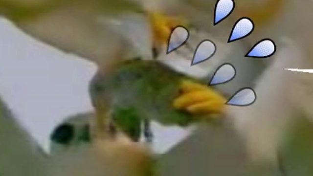 鼠鼠也没想到，自己有一天能这么抢手