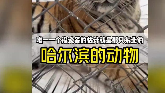 这个冬天哈尔滨的动物都被文旅局“约谈”过了吧，除了那一个只东北豹