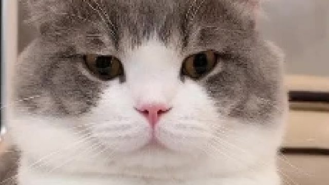 土豆说脸大是被我捏出来的，你们敢信吗