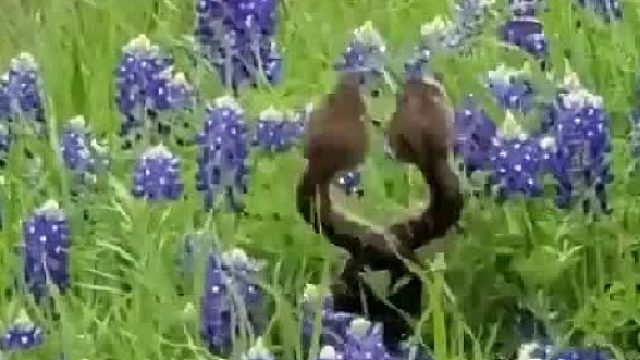 花丛中正在热恋的两条蛇。