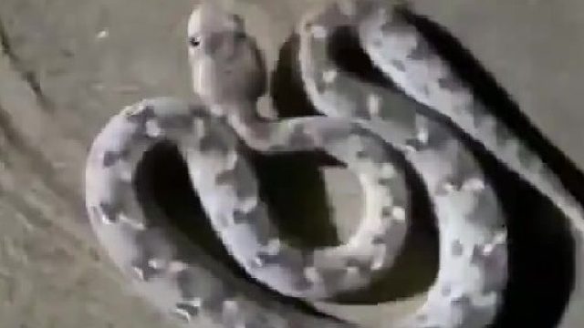 进入警戒模式。