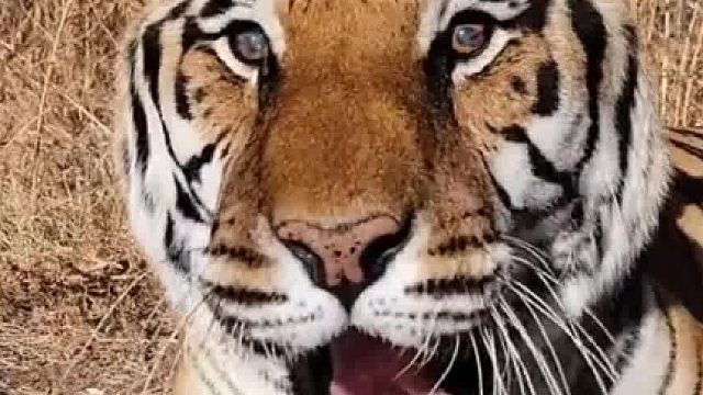 一只有起床气的老虎，对着饲养员撒娇  它真的好像一只放大版的猫咪