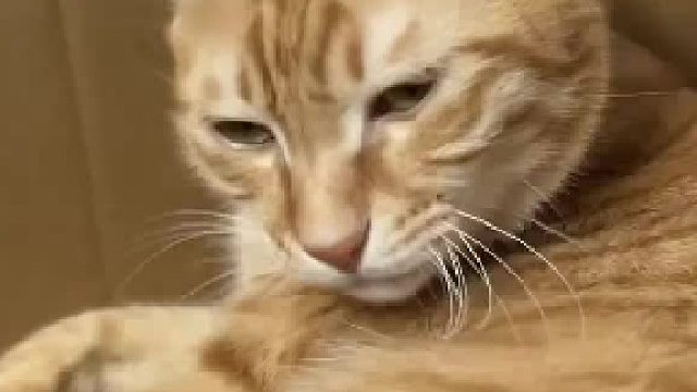 当你弄乱猫刚添好的毛发时……