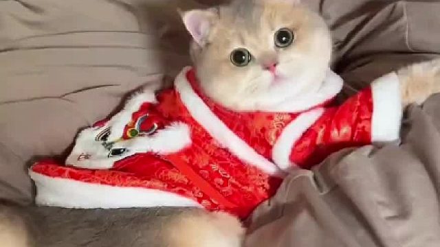 看得出小猫很喜欢这个沙发