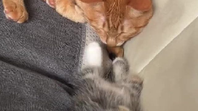 哪有猫咪这样睡呀