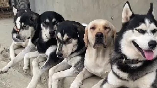 老四：正常一哈