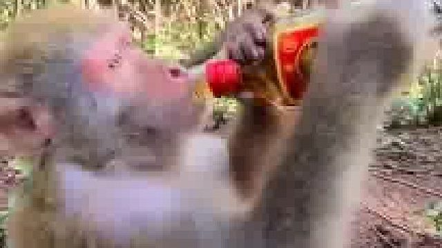 猴哥：干了这杯酒，往事不回首