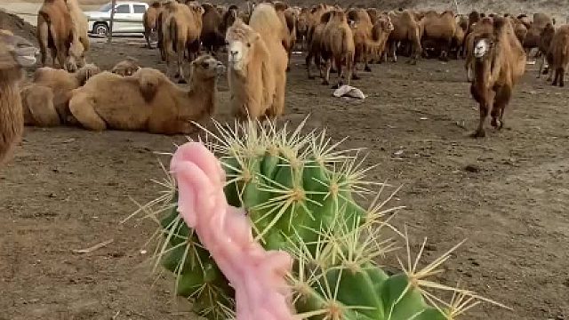 骆驼怎么都不会想到，自己有朝一日能吃上草莓味的仙人球