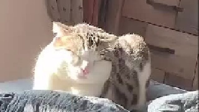 猫星人：你放过我吧，我就想睡会儿觉